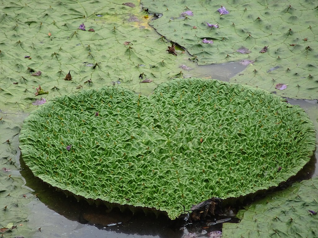 Makhana cultivation in the wetlands of Mithila